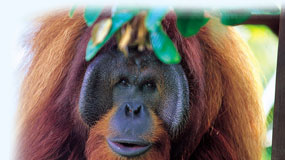 Attractions from Kuala Lumpur